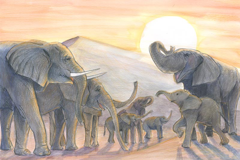 Bobo, der kleine Elefant - Illustration 02
